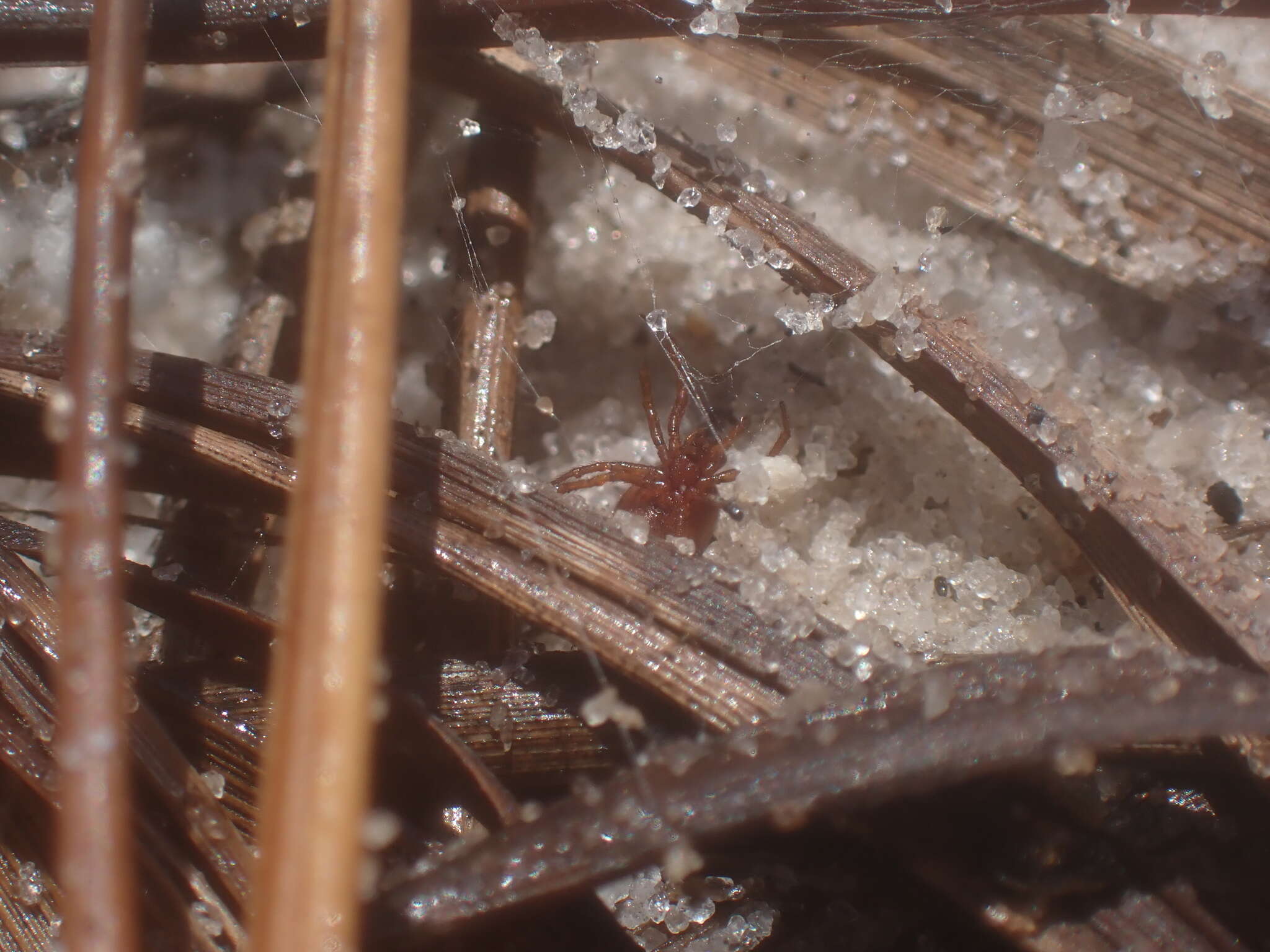 Image of Cobweb weaver