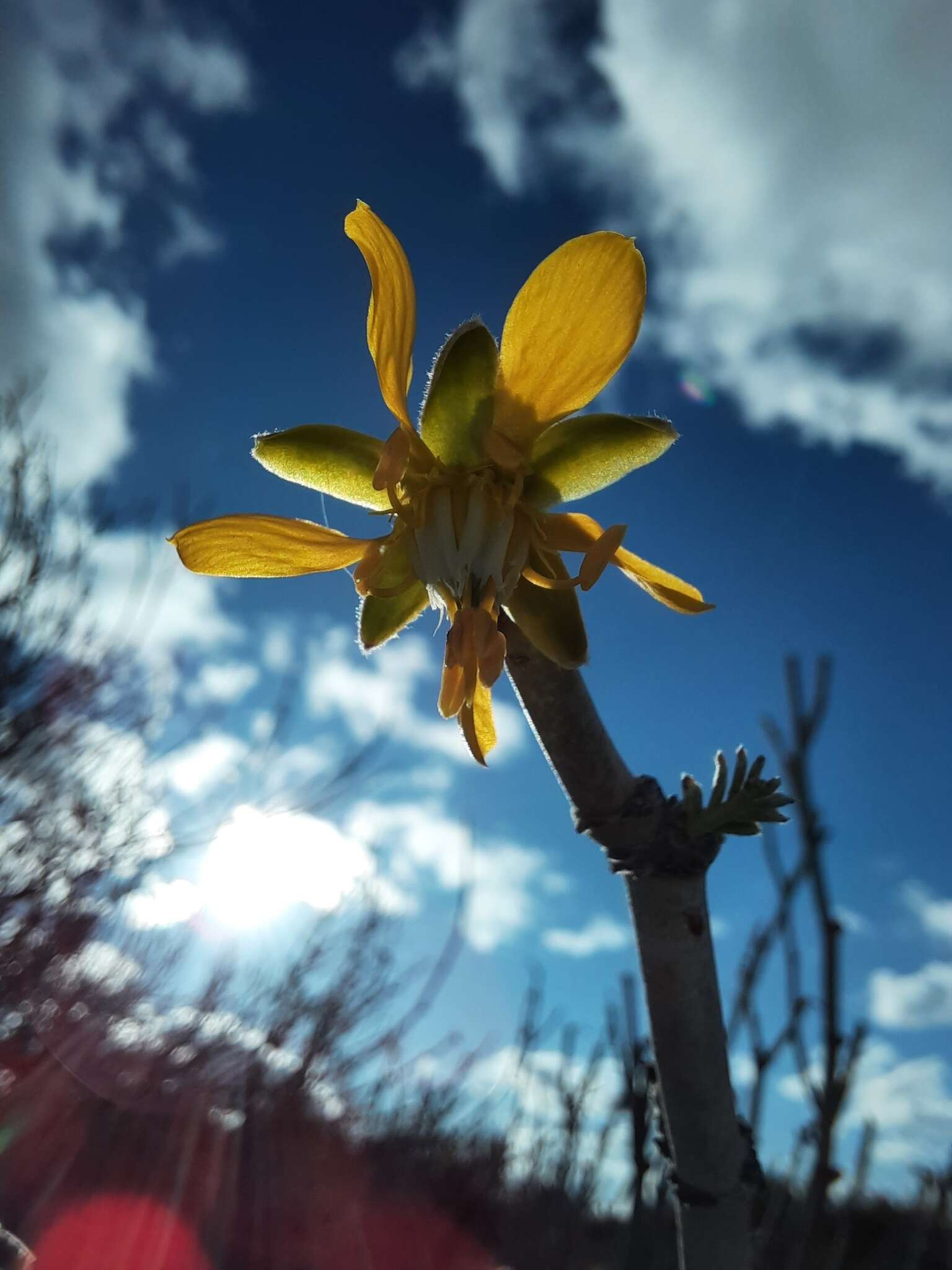 Sivun Bulnesia chilensis C. Gay kuva