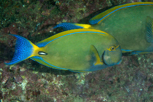 Image of Dussumier's Surgeonfish