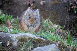 Image of Royle's Pika