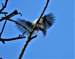 Image of <i>Fraseria <i>caerulescens</i></i> caerulescens