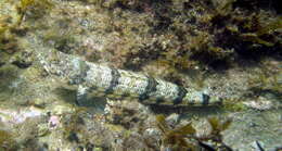 Image of Variegated lizardfish