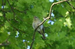 Image of Iberian Chiffchaff