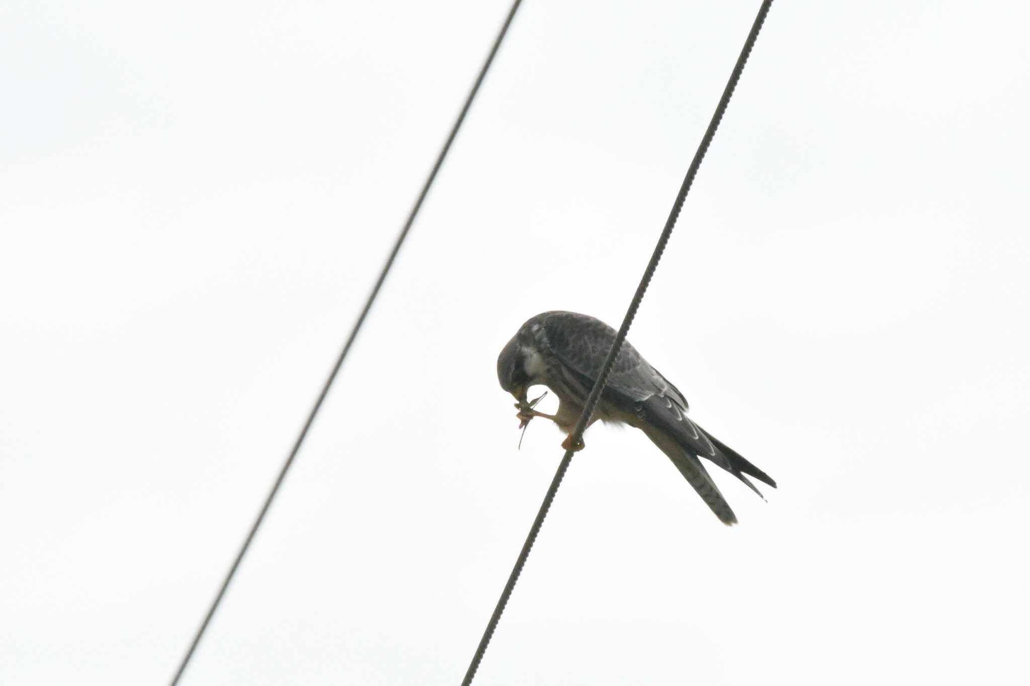 Image of Amur Falcon