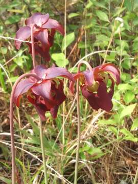 Image of Sweet pitcher plant