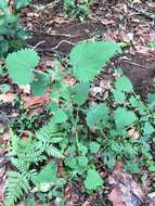 Image of Urtica incisa Poir.