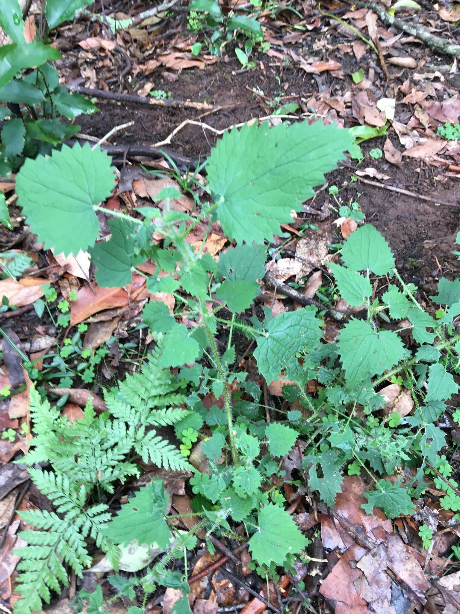 Image of Urtica incisa Poir.