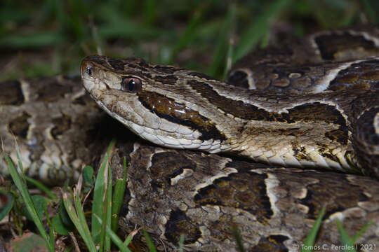 Plancia ëd Bothrops neuwiedi Wagler 1824