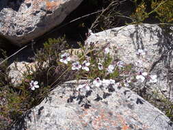 Image of Pelargonium tricolor (Jacq.) Curt.