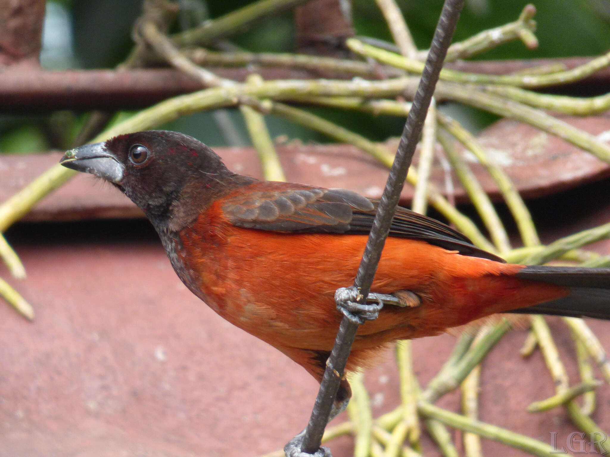 Image of Crimson-backed Tanager