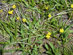 Imagem de Ranunculus alismifolius Geyer ex Benth.