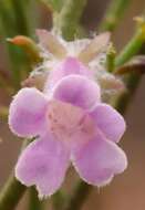 صورة Eremophila dempsteri F. Muell.