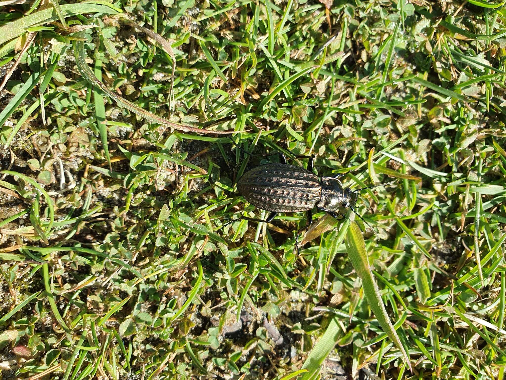 Imagem de Carabus (Limnocarabus) clatratus Linnaeus 1760