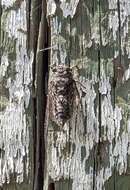 Image of chirping cicada