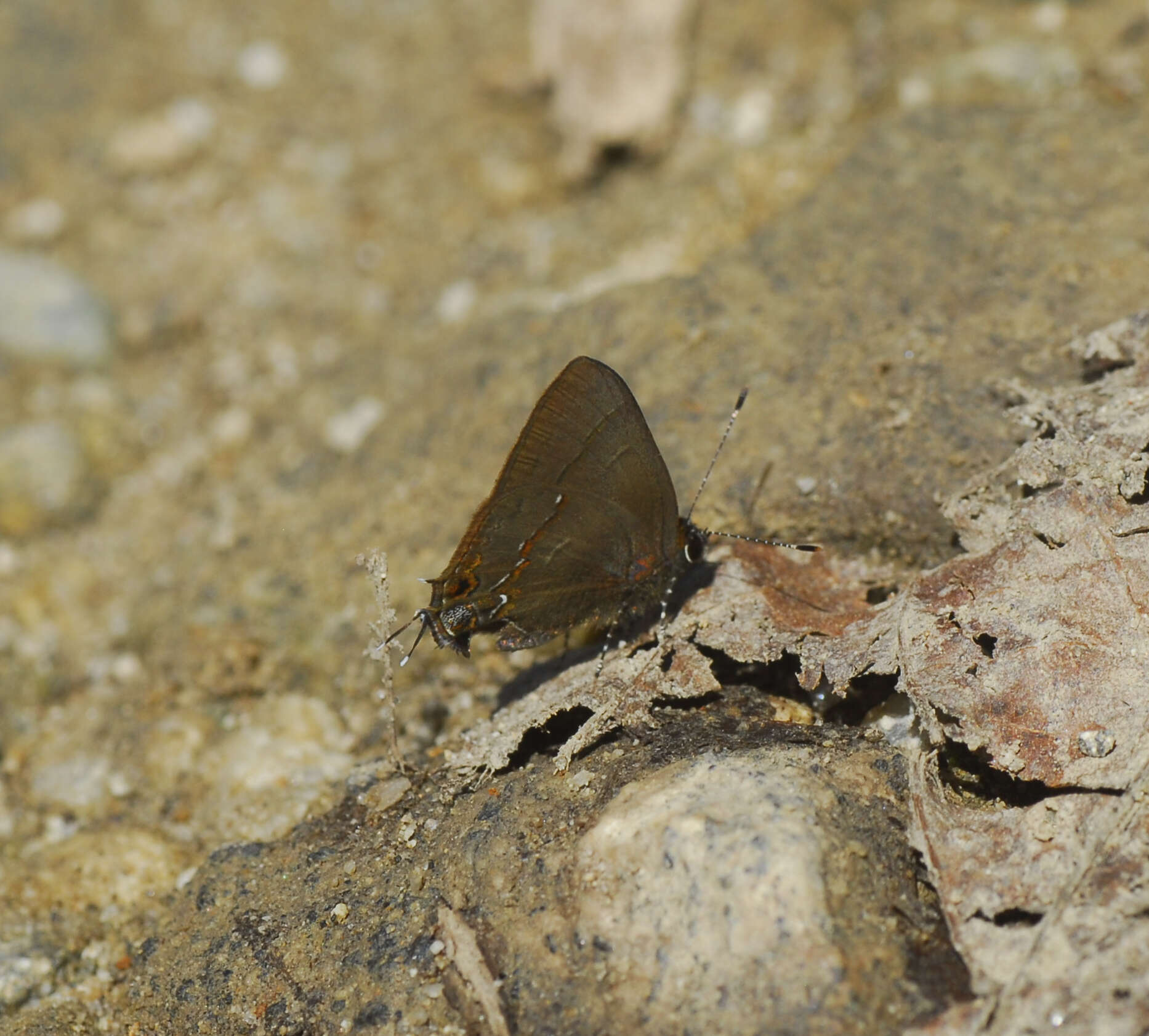 Image of Electrostrymon denarius