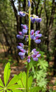 Image of White Mountain lupine