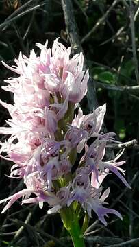 Image of Naked Man Orchid