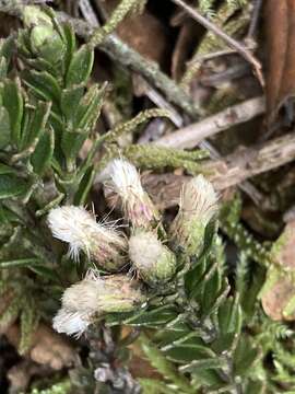 Imagem de Baccharis tricuneata (L. fil.) Pers.