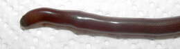 Image of Bibron's Blind Snake