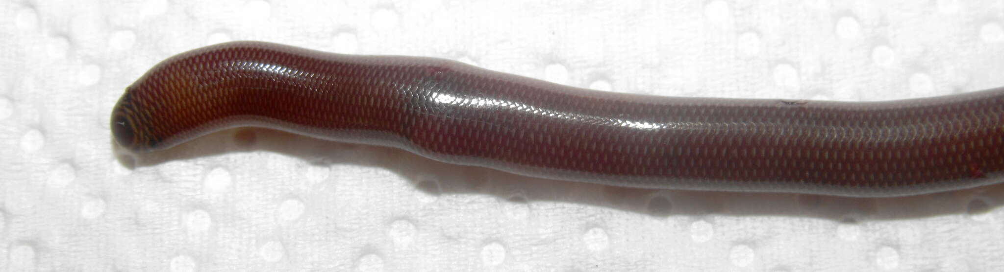 Image of Bibron's Blind Snake