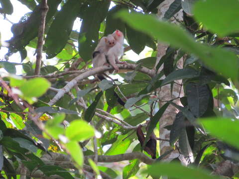 Image of silvery marmoset