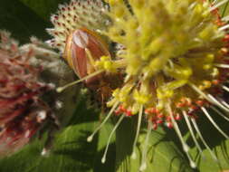 Plancia ëd Leucospermum winteri J. P. Rourke