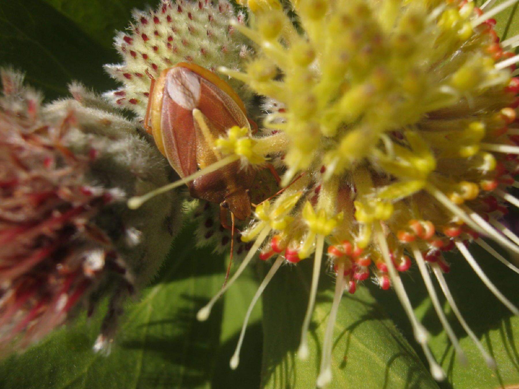 Image of Leucospermum winteri J. P. Rourke