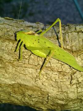 Image of Big Bend False Katydid