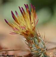 Слика од Centaurea poculatoris W. Greuter