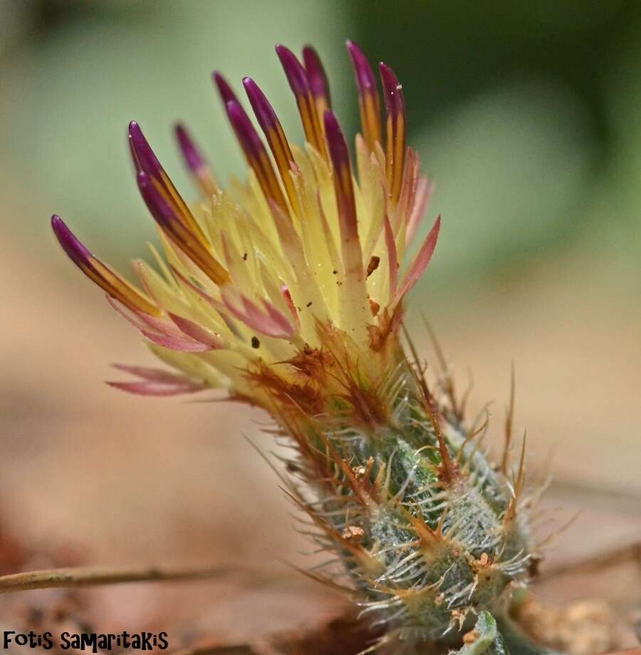 Image of Centaurea poculatoris W. Greuter