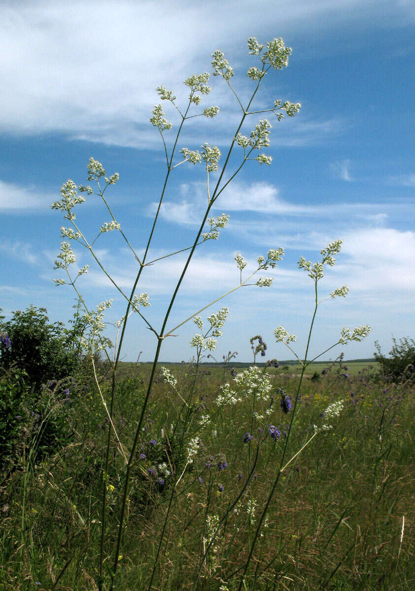 Image of Silene wolgensis (Hornem.) Otth