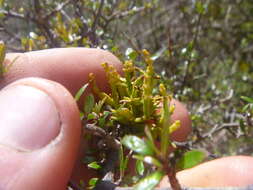 Imagem de Korthalsella lindsayi var. clavata (Kirk) Danser