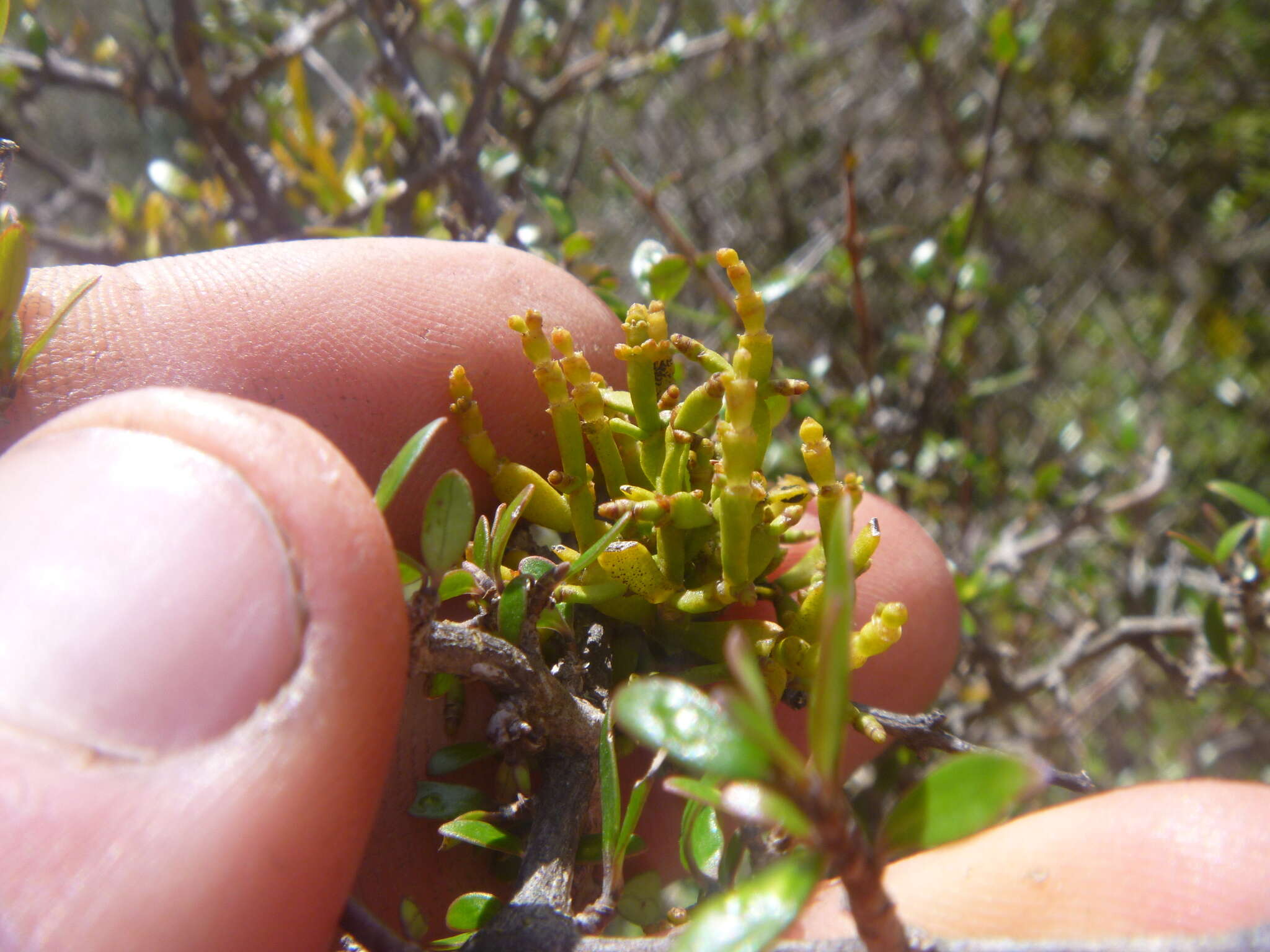 Image of Korthalsella lindsayi var. clavata (Kirk) Danser