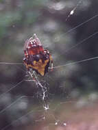Image of Arrowhead Spider