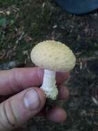 Image of Amanita crenulata Peck 1900