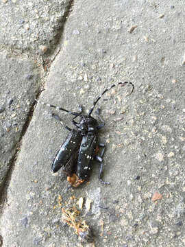 Image of Citrus long-horned beetle