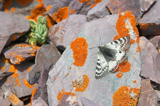 صورة Parnassius patricius Niepelt 1911