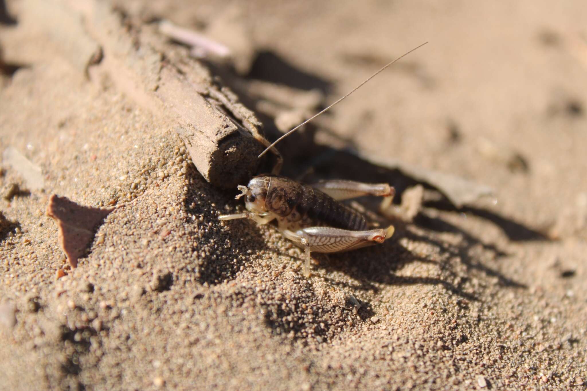 Image of Cnemotettix bifasciatus Rentz, D. C. F. & Weissman 1973