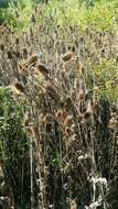 Image of cutleaf teasel