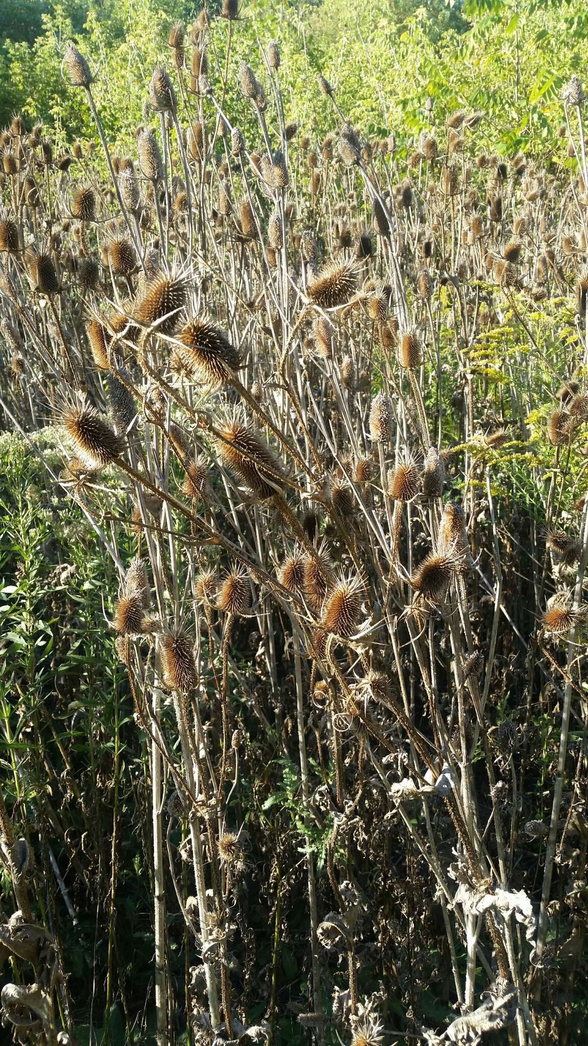 Image of cutleaf teasel