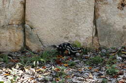 Image of Southern Spotted Skunk