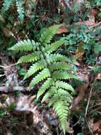 Sivun Athyrium otophorum (Miq.) Koidz. kuva