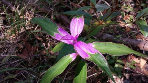 Image de Coleotrype madagascarica C. B. Clarke