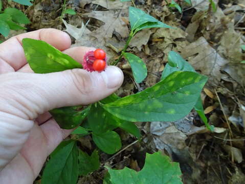 Imagem de Euonymus obovatus Nutt.