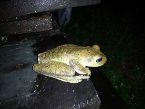 Image of Blacksmith tree frog