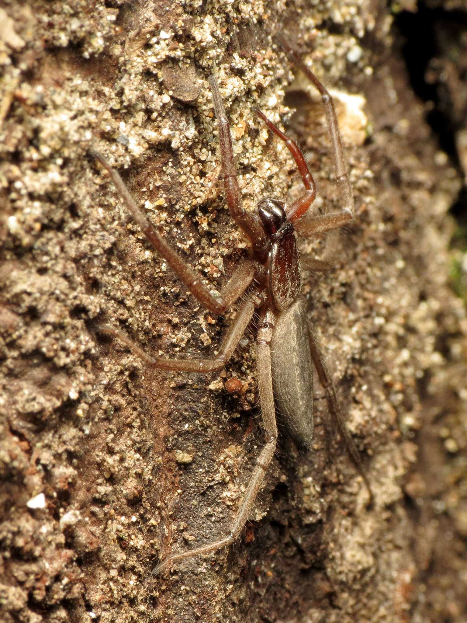 Image of Hemicloea rogenhoferi L. Koch 1875