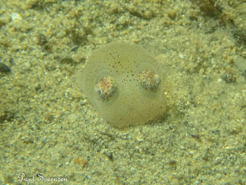 Image of Southern Bottletail Squid