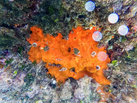 Image of bumping encrusting sponge