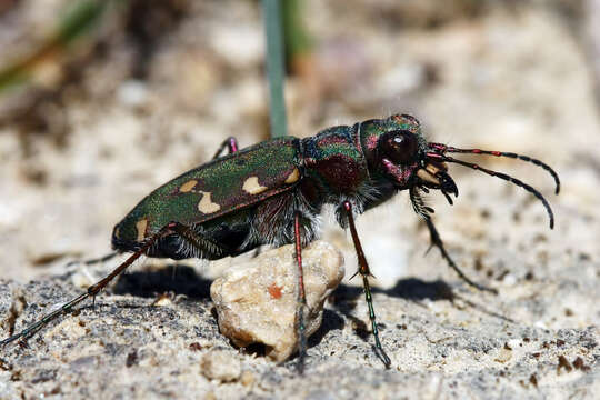 Image of Cicindela (Cicindela) maroccana pseudomaroccana Roeschke 1891