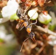 صورة Myrmecia nigrocincta Smith 1858